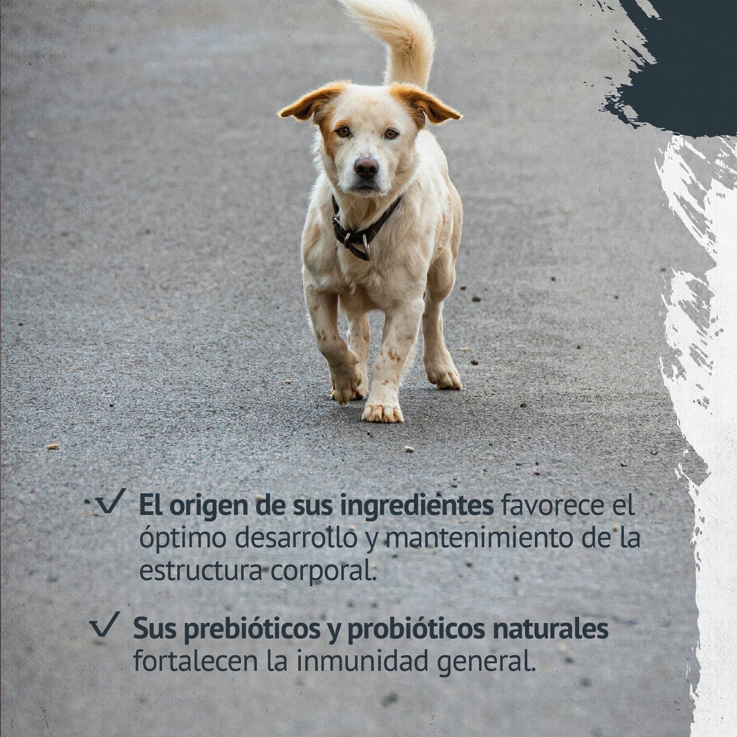 FAWNA PERRO ADULT SMALL