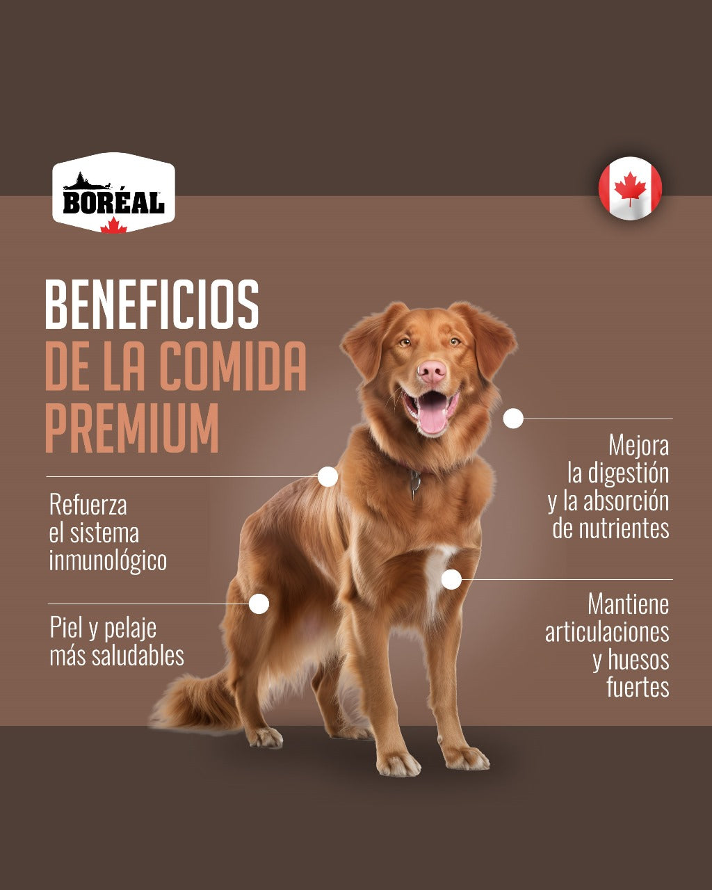 BOREAL PERRO ORIGINAL SALMON